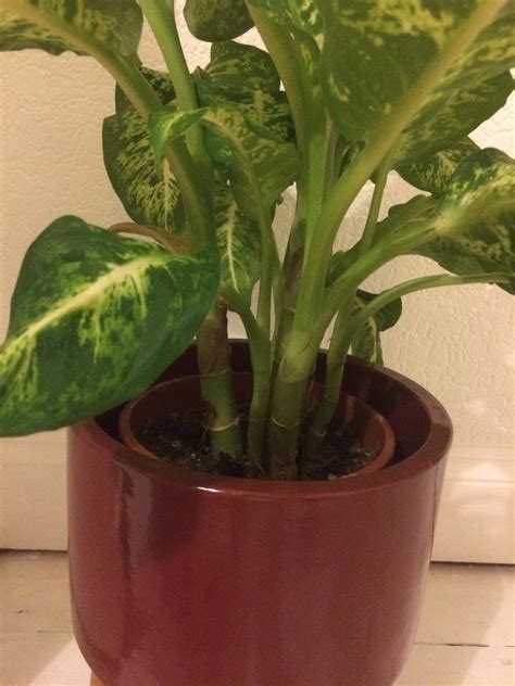 House plant identification. Things To Know About House plant identification. 